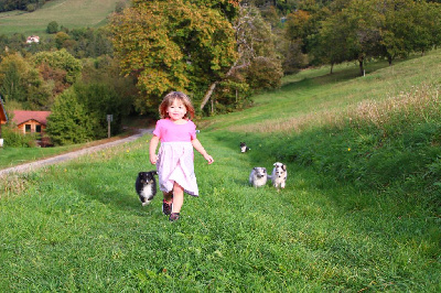 Des Monts D'Alavardi - Shetland Sheepdog - Portée née le 20/08/2023