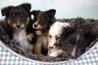 Des Monts D'Alavardi - Shetland Sheepdog - Portée née le 24/03/2022