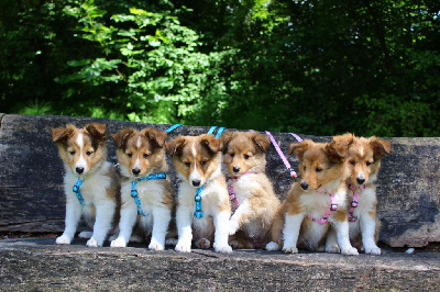 Des Monts D'Alavardi - Shetland Sheepdog - Portée née le 07/04/2024