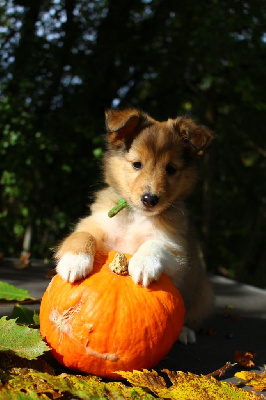 Des Monts D'Alavardi - Shetland Sheepdog - Portée née le 31/08/2023