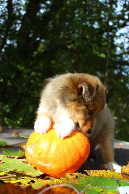 CARAMEL