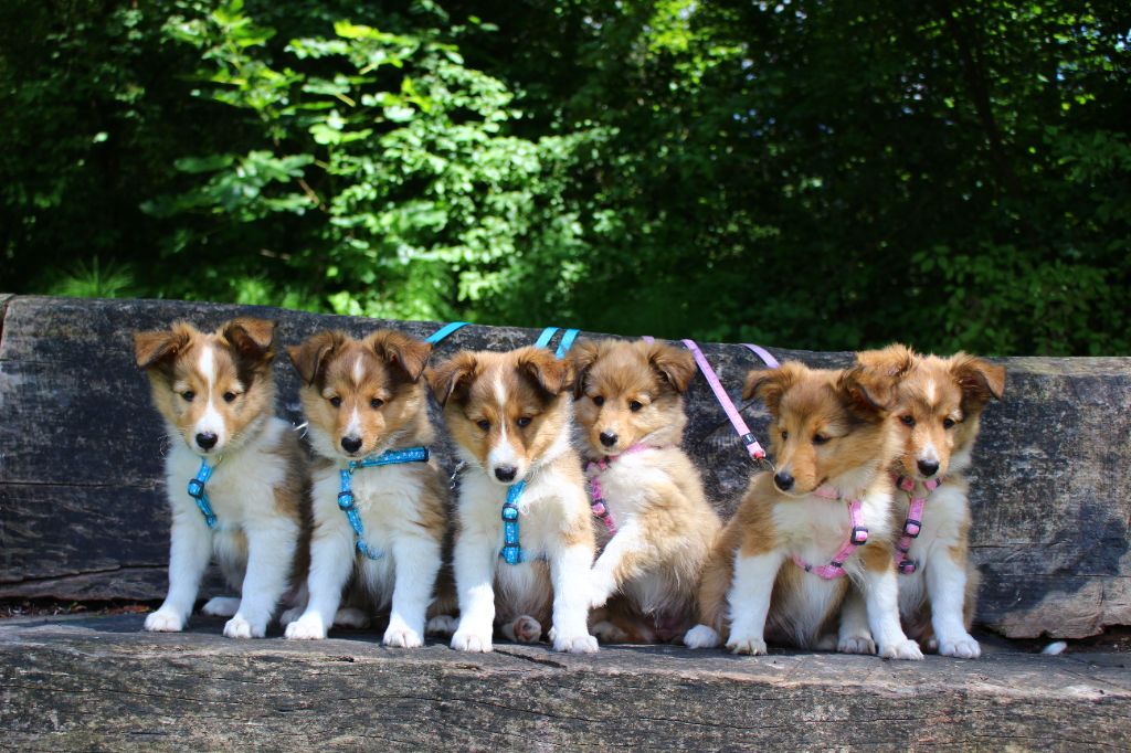 chiot Shetland Sheepdog Des Monts D'Alavardi