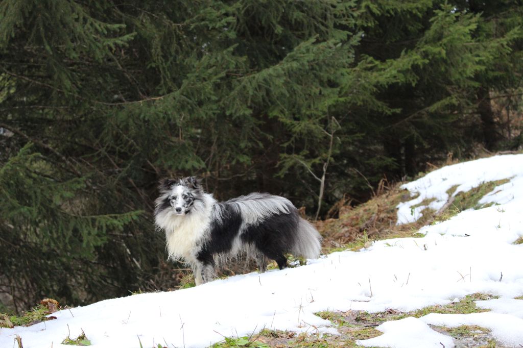 Taiga Des Monts D'Alavardi