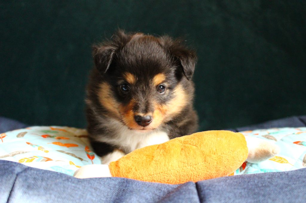 Des Monts D'Alavardi - Chiots disponibles - Shetland Sheepdog