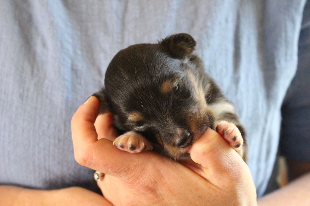 Des Monts D'Alavardi - Chiots disponibles - Shetland Sheepdog