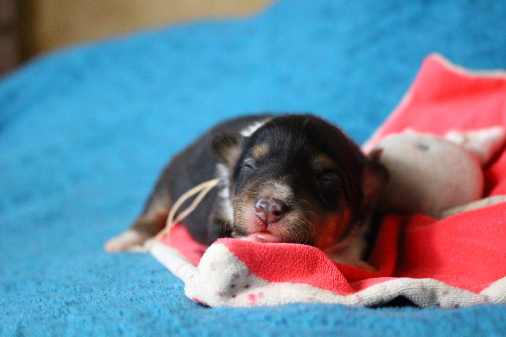 Des Monts D'Alavardi - Chiots disponibles - Shetland Sheepdog