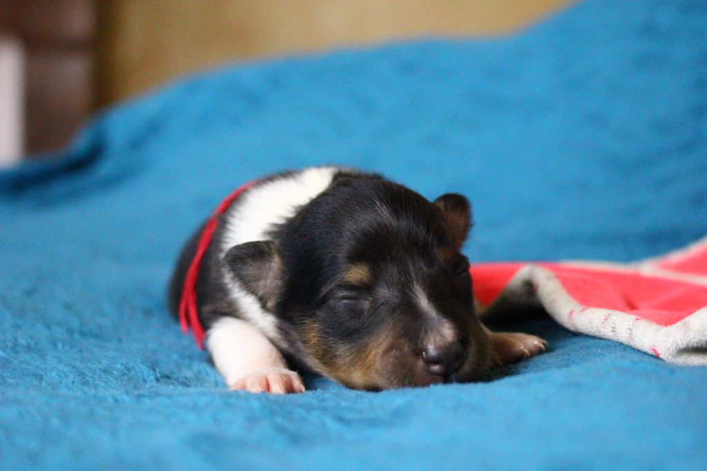 Des Monts D'Alavardi - Chiots disponibles - Shetland Sheepdog
