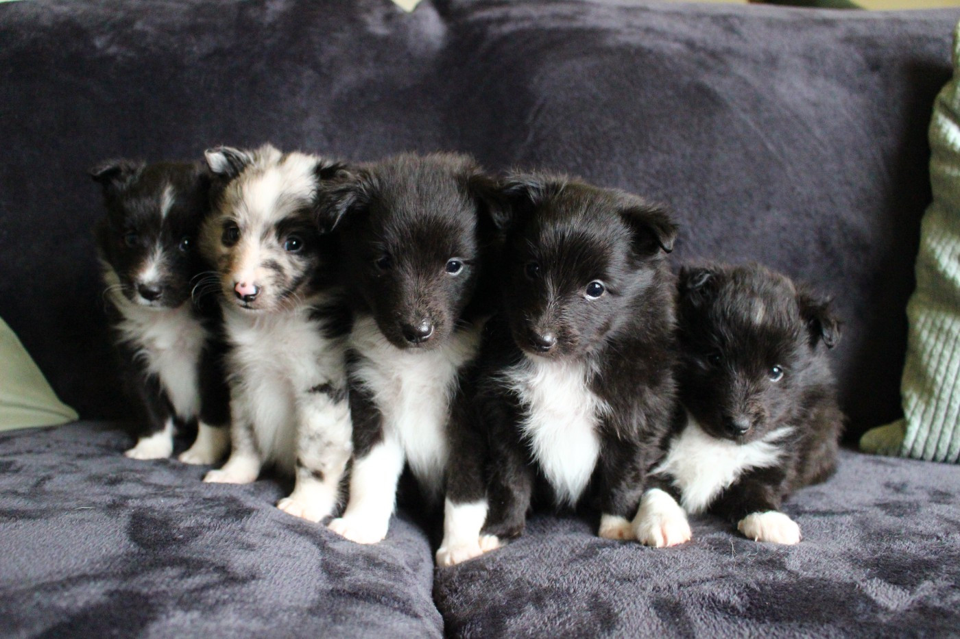 Chiot Shetland Sheepdog Des Monts D'Alavardi