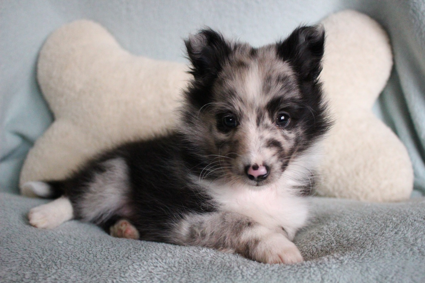 Chiot Shetland Sheepdog Des Monts D'Alavardi