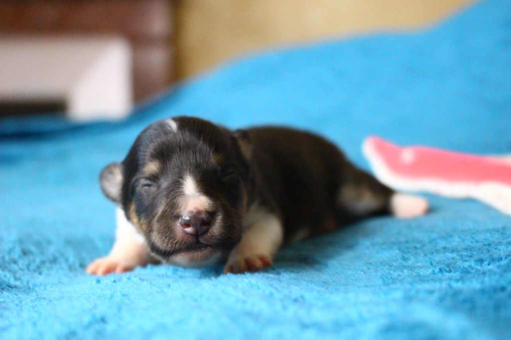 Des Monts D'Alavardi - Chiots disponibles - Shetland Sheepdog