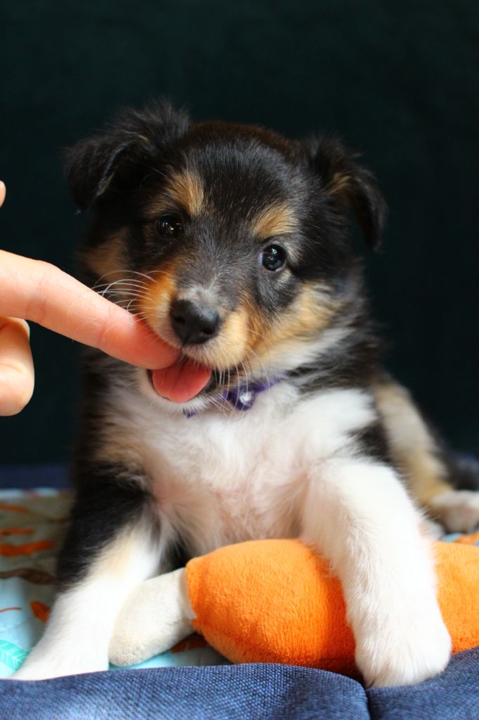 Des Monts D'Alavardi - Chiots disponibles - Shetland Sheepdog