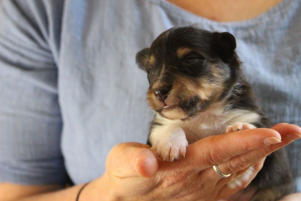 Des Monts D'Alavardi - Chiots disponibles - Shetland Sheepdog