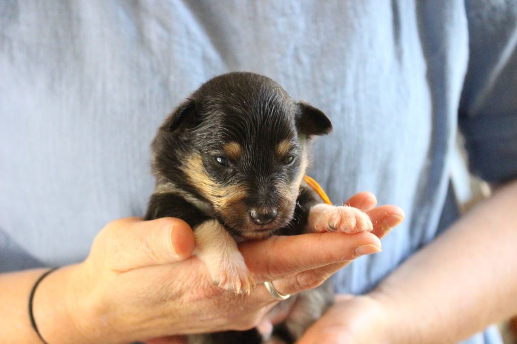 Des Monts D'Alavardi - Chiots disponibles - Shetland Sheepdog