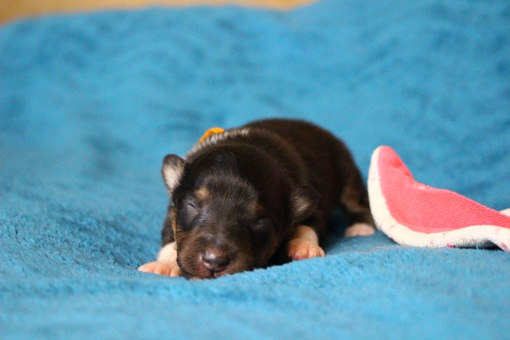 Des Monts D'Alavardi - Chiots disponibles - Shetland Sheepdog