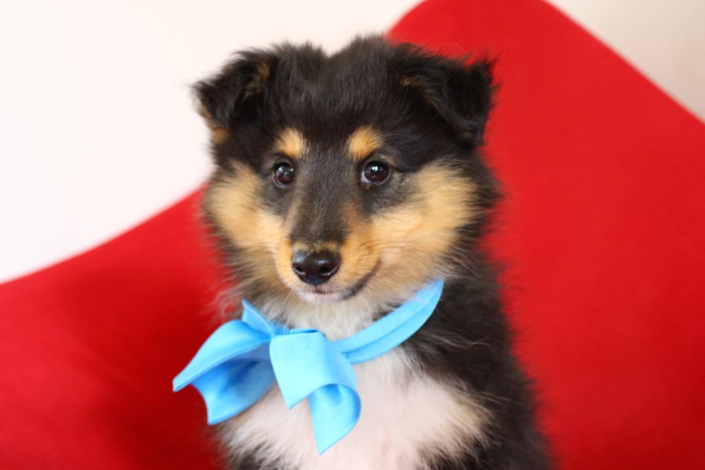 Des Monts D'Alavardi - Chiots disponibles - Shetland Sheepdog