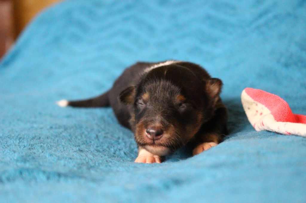Des Monts D'Alavardi - Chiots disponibles - Shetland Sheepdog