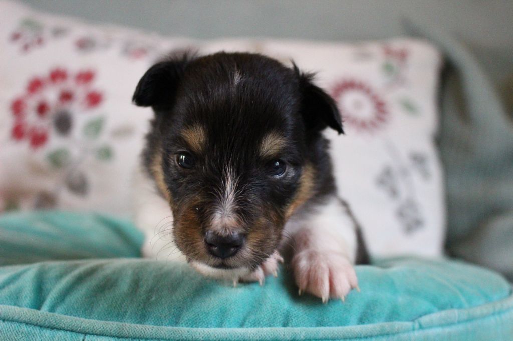 Des Monts D'Alavardi - Chiots disponibles - Shetland Sheepdog