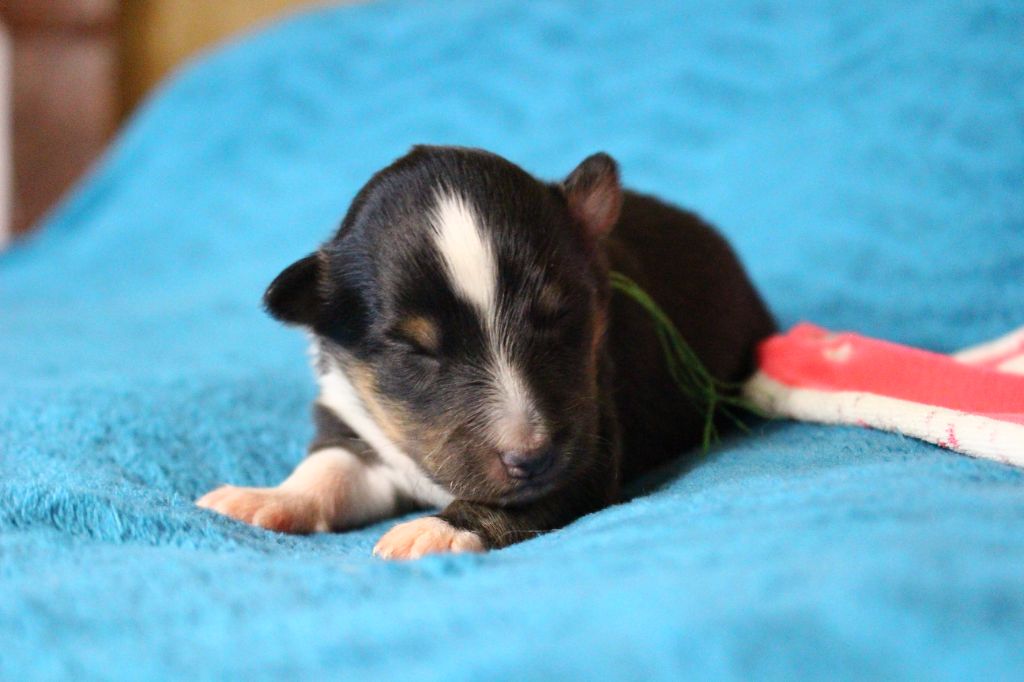 Des Monts D'Alavardi - Chiots disponibles - Shetland Sheepdog