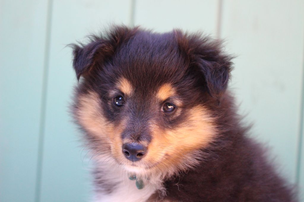 Des Monts D'Alavardi - Chiots disponibles - Shetland Sheepdog