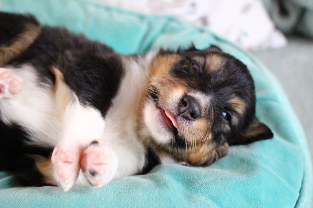 Des Monts D'Alavardi - Chiots disponibles - Shetland Sheepdog