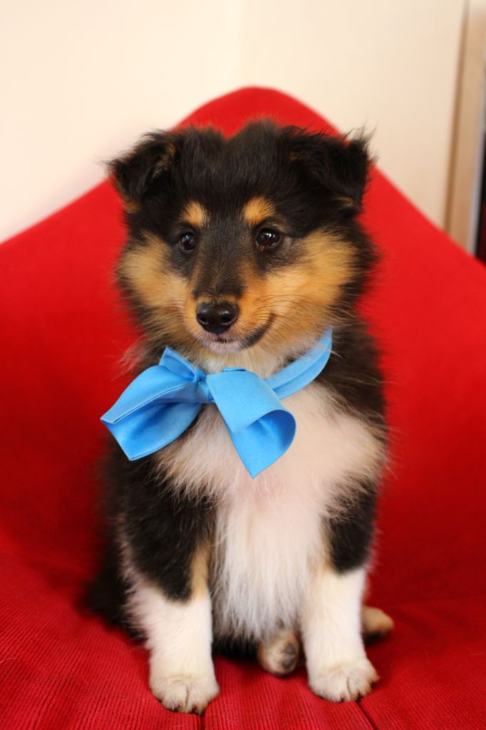 Chiot Shetland Sheepdog Des Monts D'Alavardi