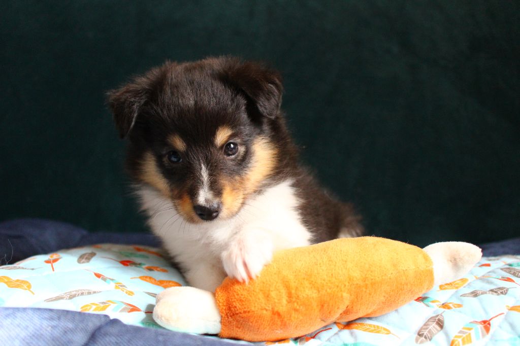 Des Monts D'Alavardi - Chiots disponibles - Shetland Sheepdog
