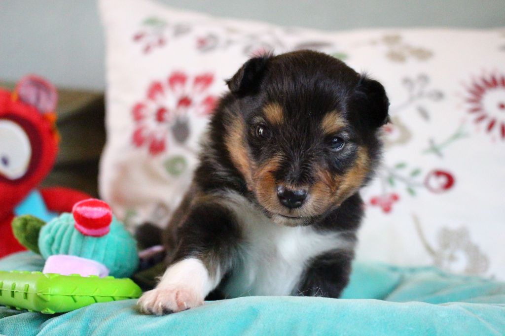 Des Monts D'Alavardi - Chiots disponibles - Shetland Sheepdog