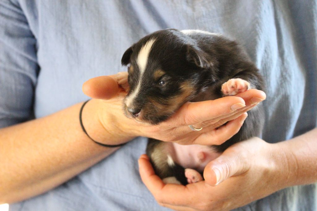 Des Monts D'Alavardi - Chiots disponibles - Shetland Sheepdog