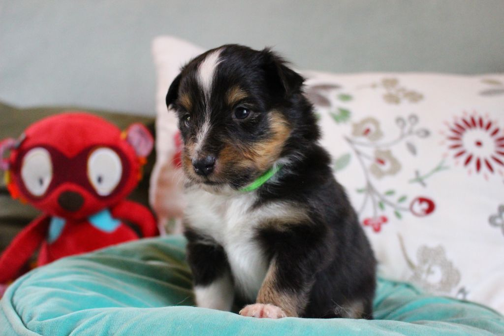 Des Monts D'Alavardi - Chiots disponibles - Shetland Sheepdog