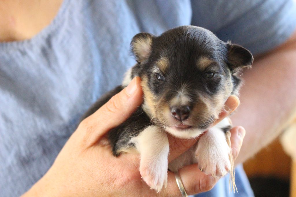 Des Monts D'Alavardi - Chiots disponibles - Shetland Sheepdog