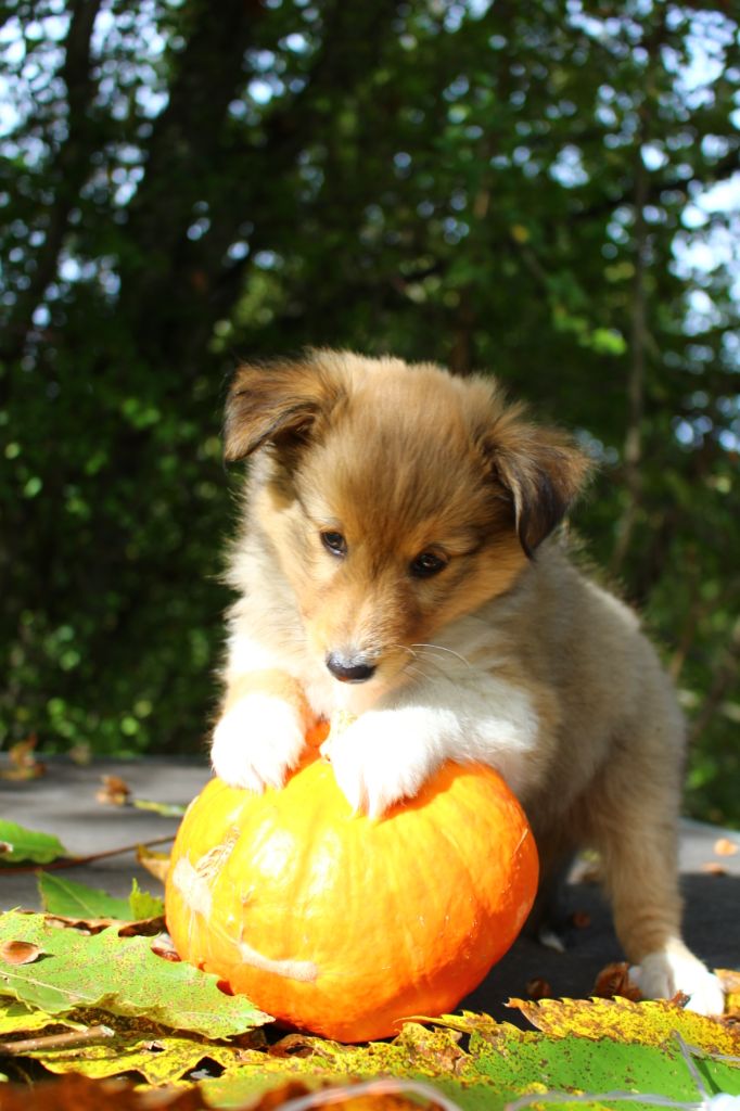 Des Monts D'Alavardi - Shetland Sheepdog - Portée née le 31/08/2023