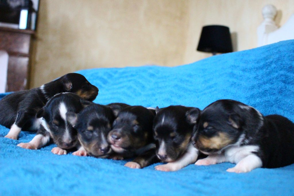 Chiot Shetland Sheepdog Des Monts D'Alavardi